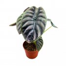 Alocasia Cuprea Red Secrets A 6Ch Pot