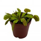 Red Venus Fly Trap Carnivorous Plant Venus'S Flytrap Dionaea Muscipula Fine