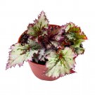 Icicles Begonia Rex 6Ch Gnarly White Jagged Leaves