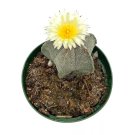 Bishop'S Cap Cactus Astrophytum Myriostigma 4Ch Bishops Mitre Hat Cacti Ra