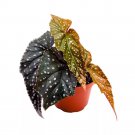 Raptor Angel Wing 6Ch Cane Begonia Dark Leaf Silver Tip White Polk