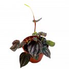 Peperomia Turboensis 4Ch Black Metallic Pep