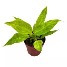 Philodendron Calkins Gold 4Ch Rare Philo