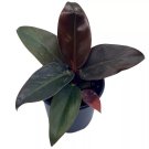 Blushing Philodendron 4Ch Red-Leaf Philodendron Philodendron Erubescens