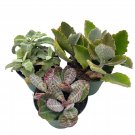 Kalanchoe Assortment Set 4Ch Pots Set Of 3 Variety Humilis Chocolate Sol