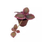 Variegated Flame Violet 2Ch Pot Pink Smoke Episcia Cupreata Unique Homegr