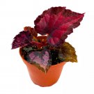 Black Beauty Begonia Rex 4Ch Dark Red And Black