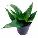 Black Hahnii Jade Star Sansevieria Snake Plant A 4Ch Pot Soli