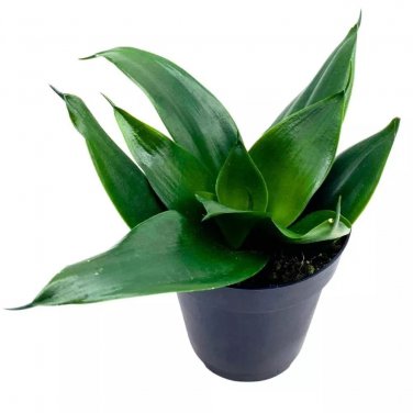 Black Hahnii Jade Star Sansevieria Snake Plant A 4Ch Pot Soli