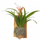 Bromeliad Plaque Flowering Plant On Cedar Wood Sculpture Mounted With Moss