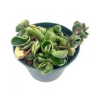 Variegated Hindu Rope 6Ch Hoya Compacta Carnosa Very Rare Limited
