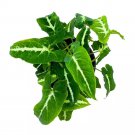 Syngonium Wendlandii Black Velvet 6Ch Arrowhead Vine Rare Plant