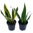 Dracaena Trifasciata Snakeplant Variety Bundle 4Ch Variegated Snake Plant