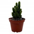 Fairy Castle Cactus Acanthocereus Tetragonus Night-Blooming Cereus Triangle C