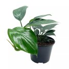 Dragon Tail Plant 6Ch Pot Rhaphidophora Decursiva