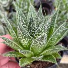 Variegated Aloe Tiger Aloe Aloe Variegata White Spotted Polka Dot Lace Aloe