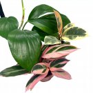 Foliage Assortment 4Ch Set Of 3 Best-Sellers Most Popul