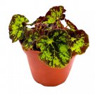 Begonia U578 Rhizomatous 4Ch Dark Green And Black Rhizo