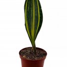 Variegated Whale Fin Snake Plant 6Ch Sansevieria Masoniana Yellow Variegati