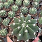 Easter Lily Cactus Echinopsis Subdenudata Domino Cactus Sand-Dollar Cactus A