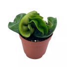 Hoya Hindu Rope Carnosa Compacta A 2Ch Pot Live Tiny Mini Pixie Plant