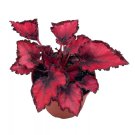 Red Robin Begonia Rex Dark 4Ch Painted-Leaf Begonia
