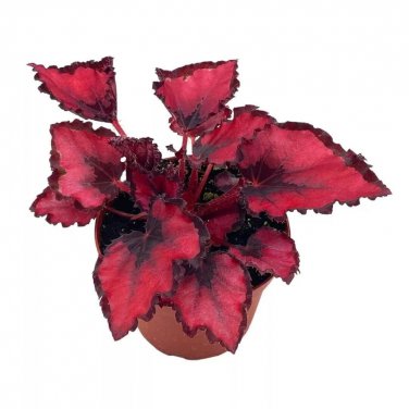Red Robin Begonia Rex Dark 4Ch Painted-Leaf Begonia