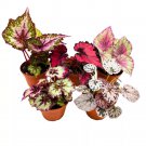 Begonia Rex Assortment 4Ch 5 Different Colorful Rex Begonias