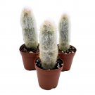 Silver Torch Cactus Cleistocactus Strausii 2Ch Set Of 3 Wooly Torch Tiny Mi