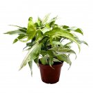 Silver Fox Syngonium Podophyllum 4Ch Rare Arrow Head Vine