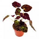 Begonia Night Eyes 4Ch Rhizomatous Rhizo Dark Purple