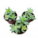Greene'S Liveforever 2Ch Set Of 3 Dudleya Greenei Stonecrop Succulent Tiny M