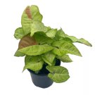 Milk Confetti Pink Variegated Syngonium 4Ch Syngonium Albo Variegata Half M