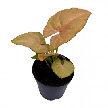 Neon Pink Syngonium 2Ch Arrow Head Vine Vining Plant