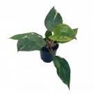 Philo White Knight 4Ch Rare Variegated Philodendron Erubescens