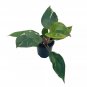 Philo White Knight 4Ch Rare Variegated Philodendron Erubescens