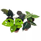 Variegated Foliage Assortment Premium Collection Adanosii Monstera Al