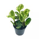 Variegated Peperomia Obtusifolia Marble Rubber Spoonleaf Plant Magnoliifolia R