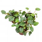 Peperomia Frost 2Ch Set Of 3 Ripple Caperata Tiny Mini Pixie