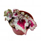 Baby Dragon Heart Begonia Rex 6Ch Heart Shaped Spiral Leaf