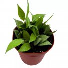 Hoya Lacunosa Mint 4Ch Rare Exotic House Wax Plant