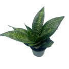 Bird'S Nest Snake Plant 4Ch Green Striped Snakeplant Sansevieria Trifasciat