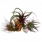 Tillandisa Assorment With Nautilus Seashells Set Of 5 Different-Sized Airplant