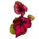Curly Black Beauty Begonia Rex 4Ch Dark Red And Black