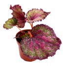 Stained Glass 4Ch Begonia Rex Multicolored Splash