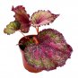 Stained Glass 4Ch Begonia Rex Multicolored Splash
