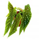 Legacy Angel Wing 6Ch Cane Begonia Narrow Green Leaf Silver Tip Wh