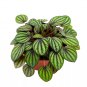 Peperomia Piccolo Banda 4Ch Peacock Peperomia Albovittata
