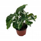 Calathea White Fusion 4Ch Rare Variegated Prayer Plant Cathedral Plant Gr