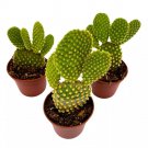 Yellow Bunny Ears Cactus 2Ch Set Of 3 Opuntia Microdasys Angel'S Wings Tin